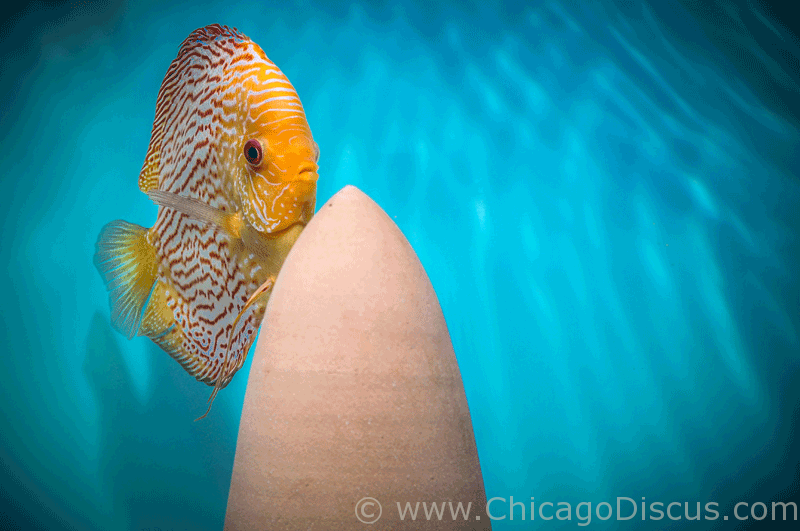 Chicago Discus Fish 2014