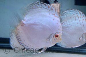 6.0" White Butterfly