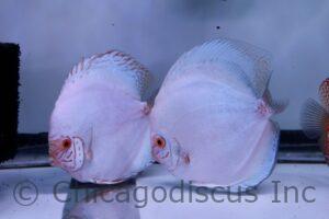 6.0-6.5" White Butterfly