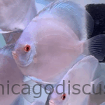 4.5-5.0" Blue Diamond