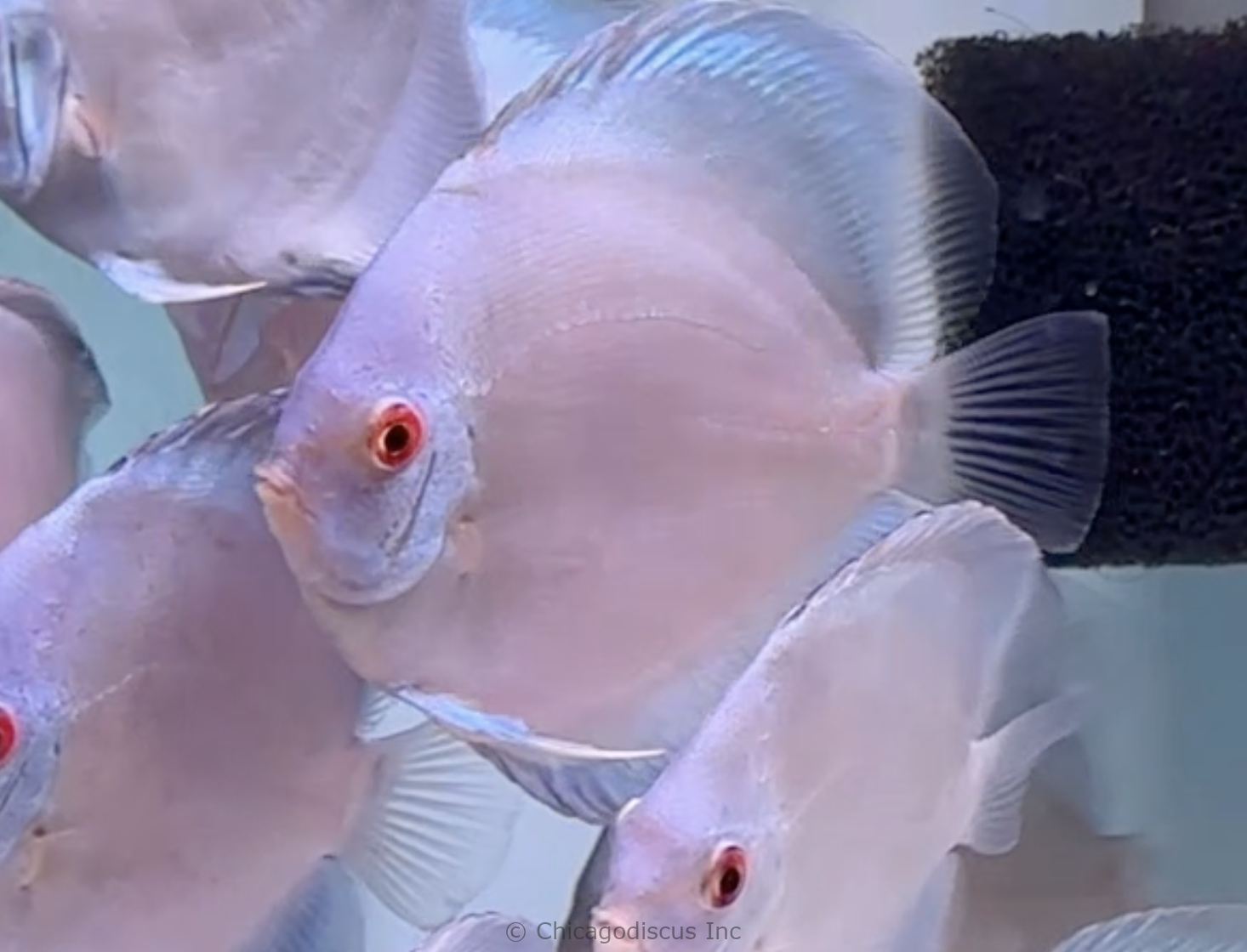 4.5-5.0" Blue Diamond