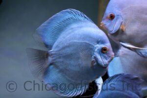 5.0-5.5"" Blue Diamond