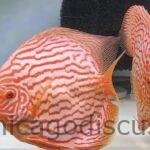 5.5-6.0" Albino Turquoise
