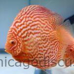 5.5-6.0" Albino Turquoise