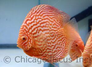 5.5-6.0" Albino Turquoise