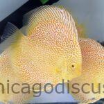 4.5-5.0" Albino Golden Leopard Snakeskin