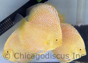 4.5-5.0" Albino Golden Leopard Snakeskin