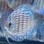 5.0-5.5" Altum Blue Turquoise