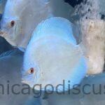 4.5-5.0" Blue Diamond