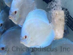 4.5-5.0" Blue Diamond