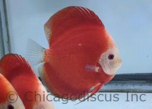 5.0-5.5" Fuji Red