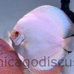 6.0-7.0" Jumbo White Butterfly