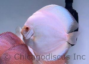 6.0-7.0" Jumbo White Butterfly