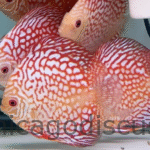 4.5-5.0" Red Checkerboard