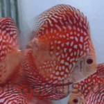 4.5-5.0" Red Checkerboard