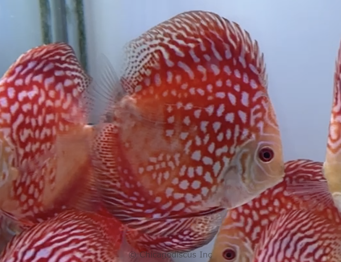 4.5-5.0" Red Checkerboard