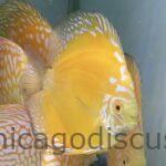 4.5-5.0" Yellow Rafflesia