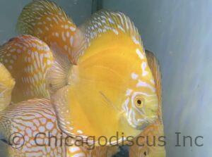 4.5-5.0" Yellow Rafflesia