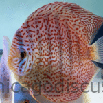 6.5-7.0" Jumbo Classic Leopard