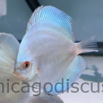 4.0-4.5" Blue Diamond