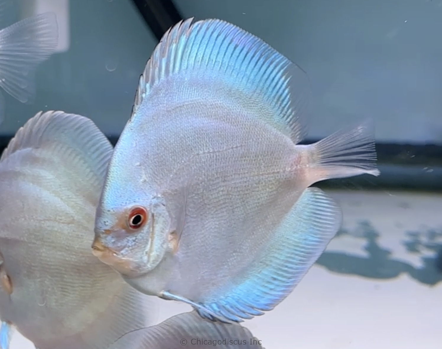 4.0-4.5" Blue Diamond