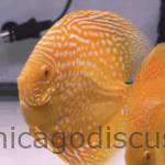 4.5-5.0" Albino Golden Pigeon