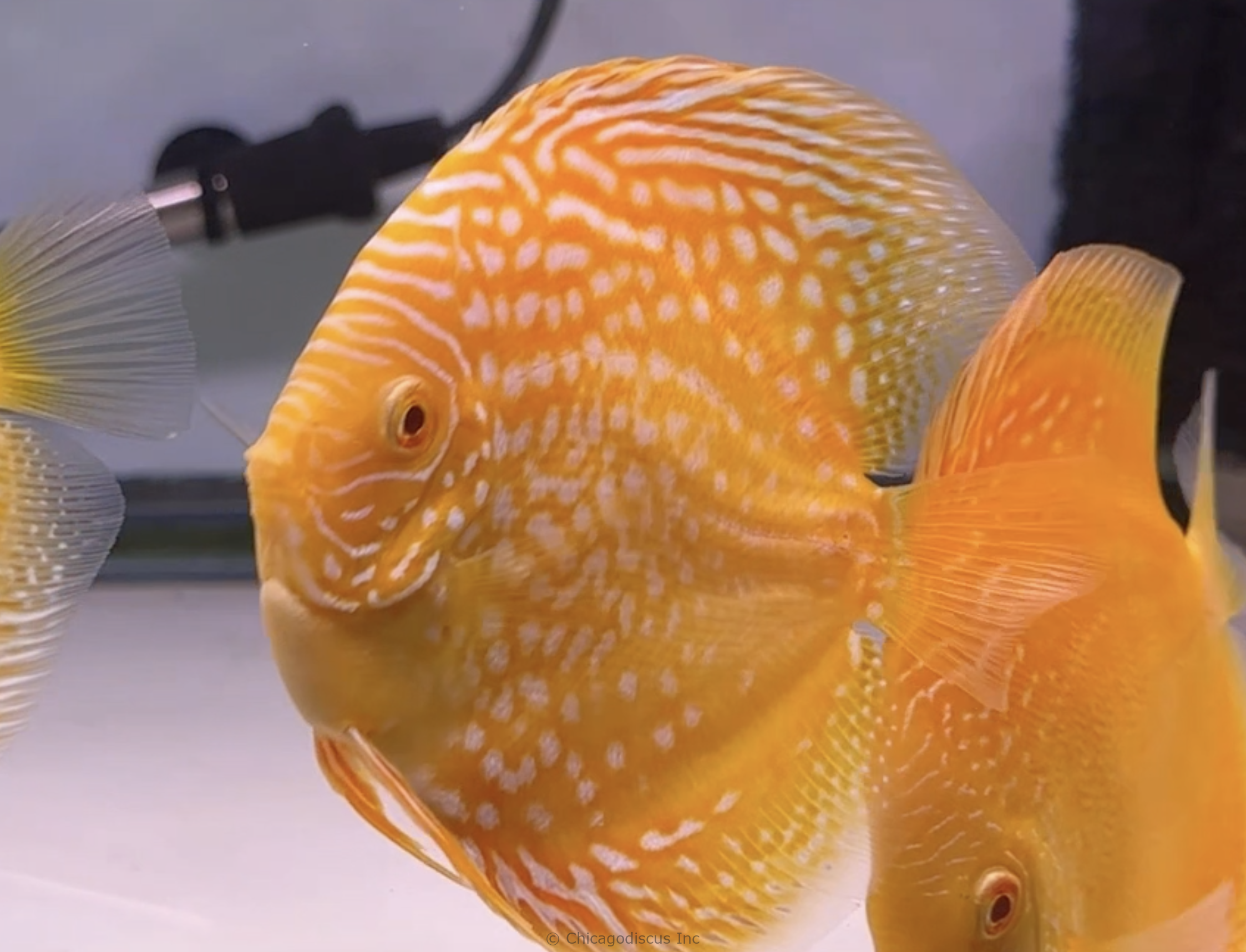 4.5-5.0" Albino Golden Pigeon