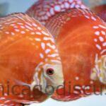 4.5-5.0" Rafflesia