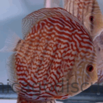 4.5-5.0" Flora Turquoise