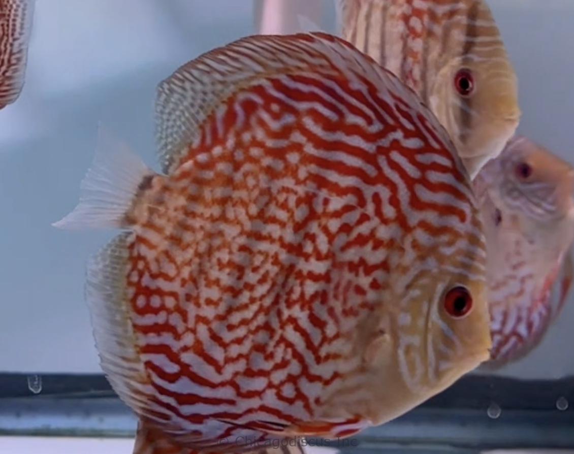 4.5-5.0" Flora Turquoise