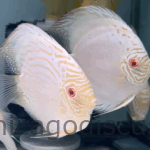 4.5-5.0" Albino White Butterfly