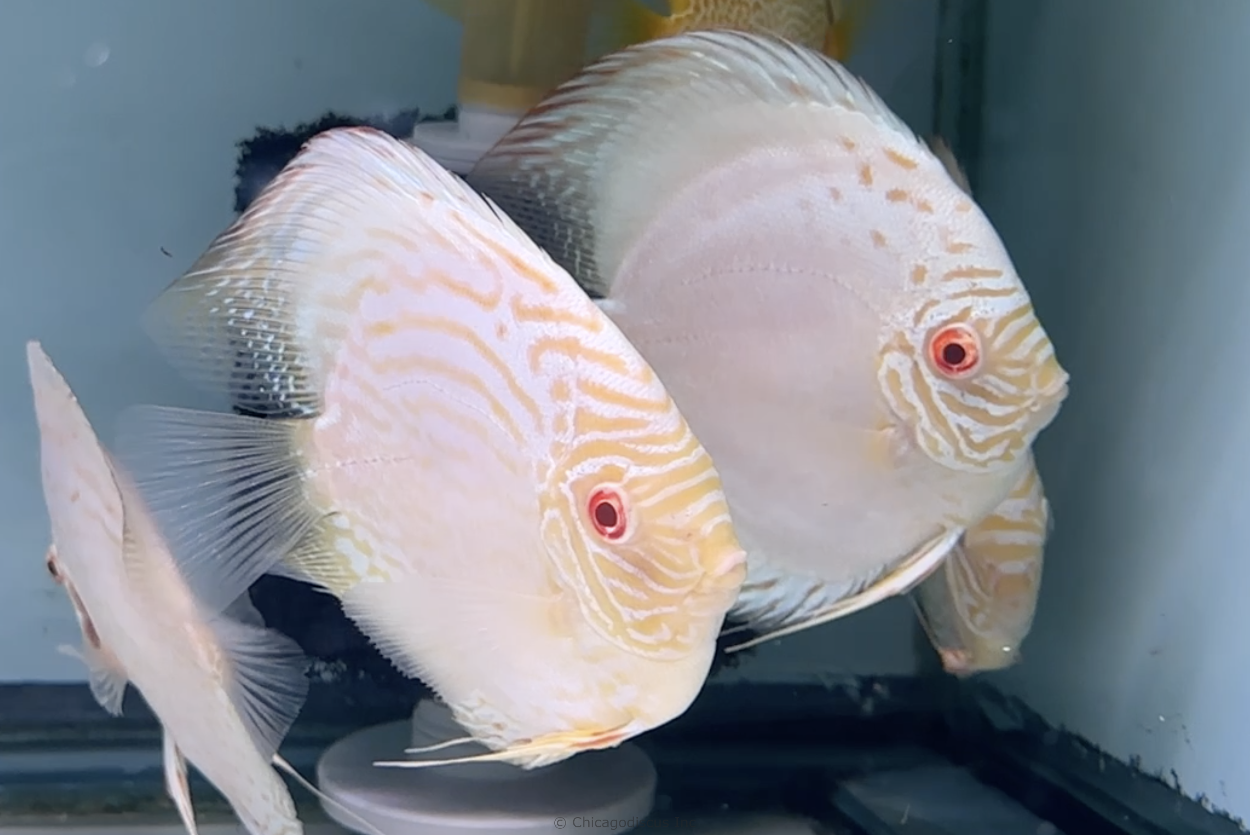 4.5-5.0" Albino White Butterfly