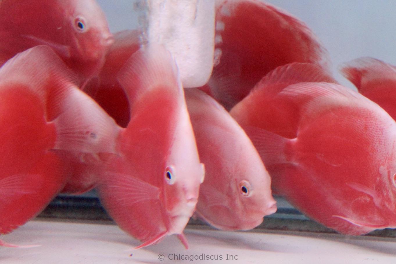 pink discus fish