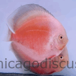 4.5-5.0" Super Red Valentine