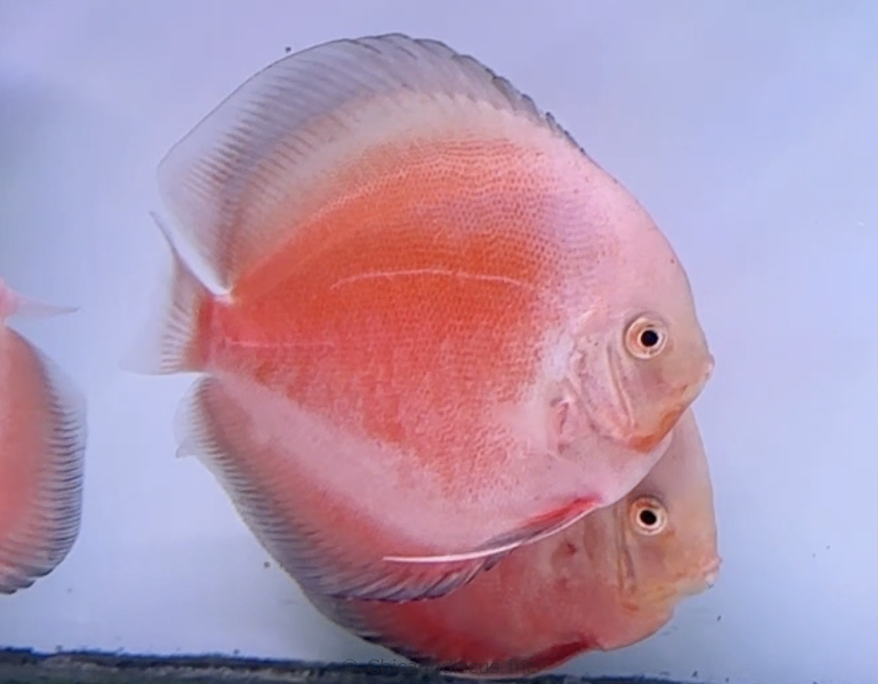 4.5-5.0" Super Red Valentine