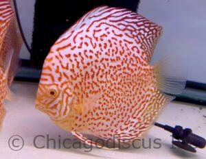 5.0-5.5" Albino Leopard