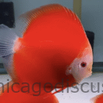 4.5-5.0" Fuji Red