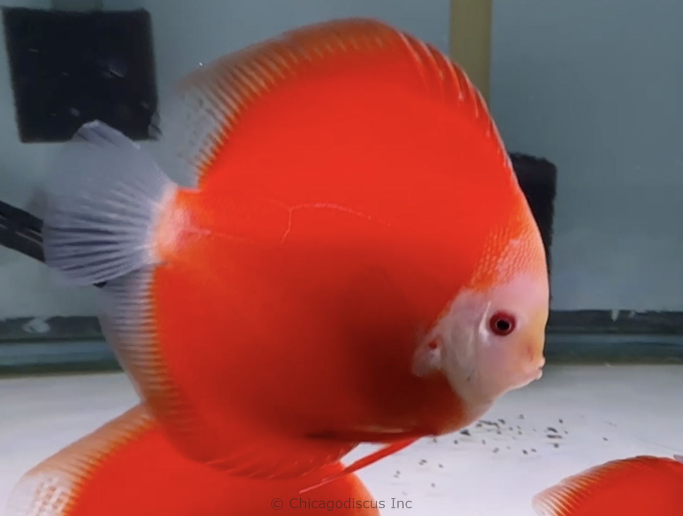 4.5-5.0" Fuji Red