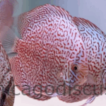 4.5-5.0" Panthera Leopard