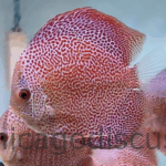 4.5-5.0" Penang Eruption