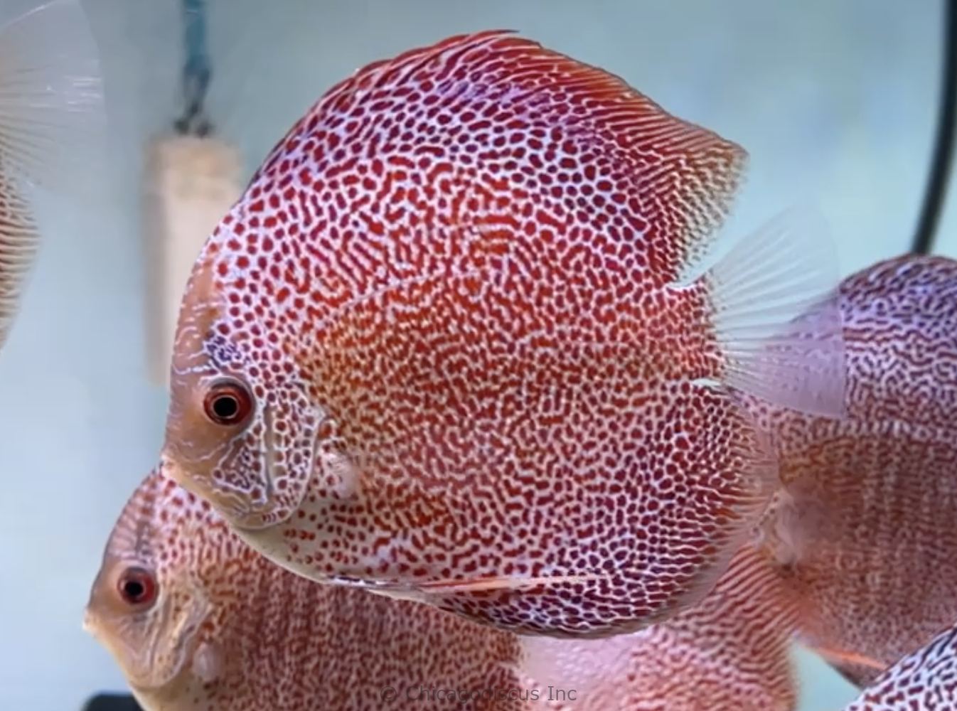 4.5-5.0" Penang Eruption