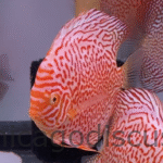 5.5" Albino Red Leopard