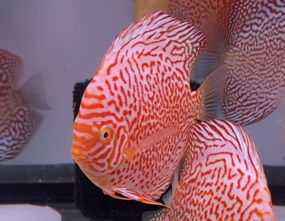 5.5" Albino Red Leopard