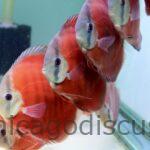 5.0-5.5" Red Cover
