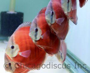 5.0-5.5" Red Cover