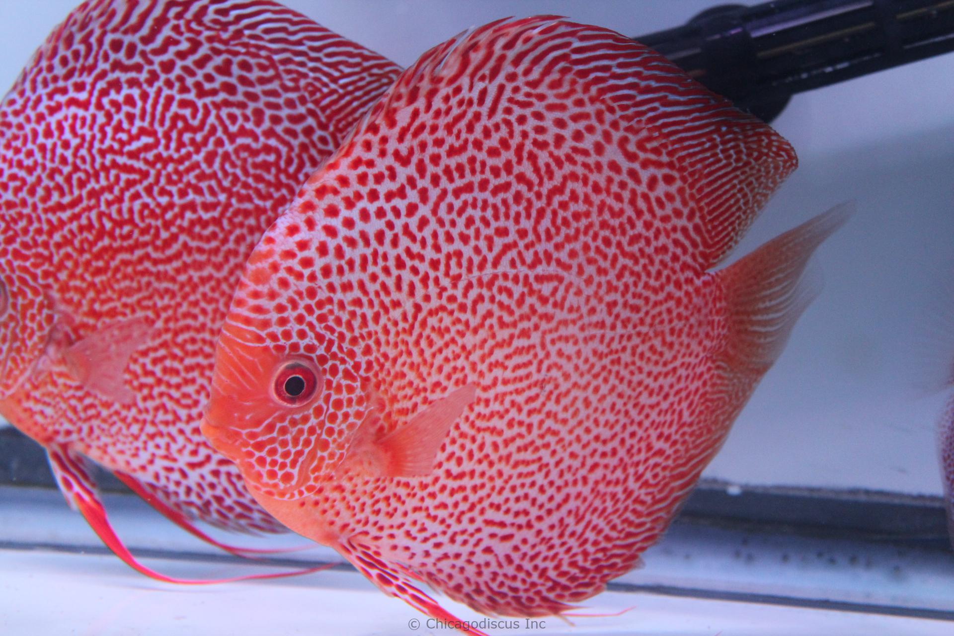 Discus Fish For Sale 