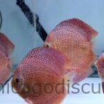 6.0-6.5" Red Ruby Spider