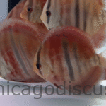 4.5-5.0" Ica Red Heckel