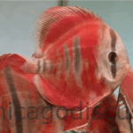 4.5-5.0" Ica Red Heckel