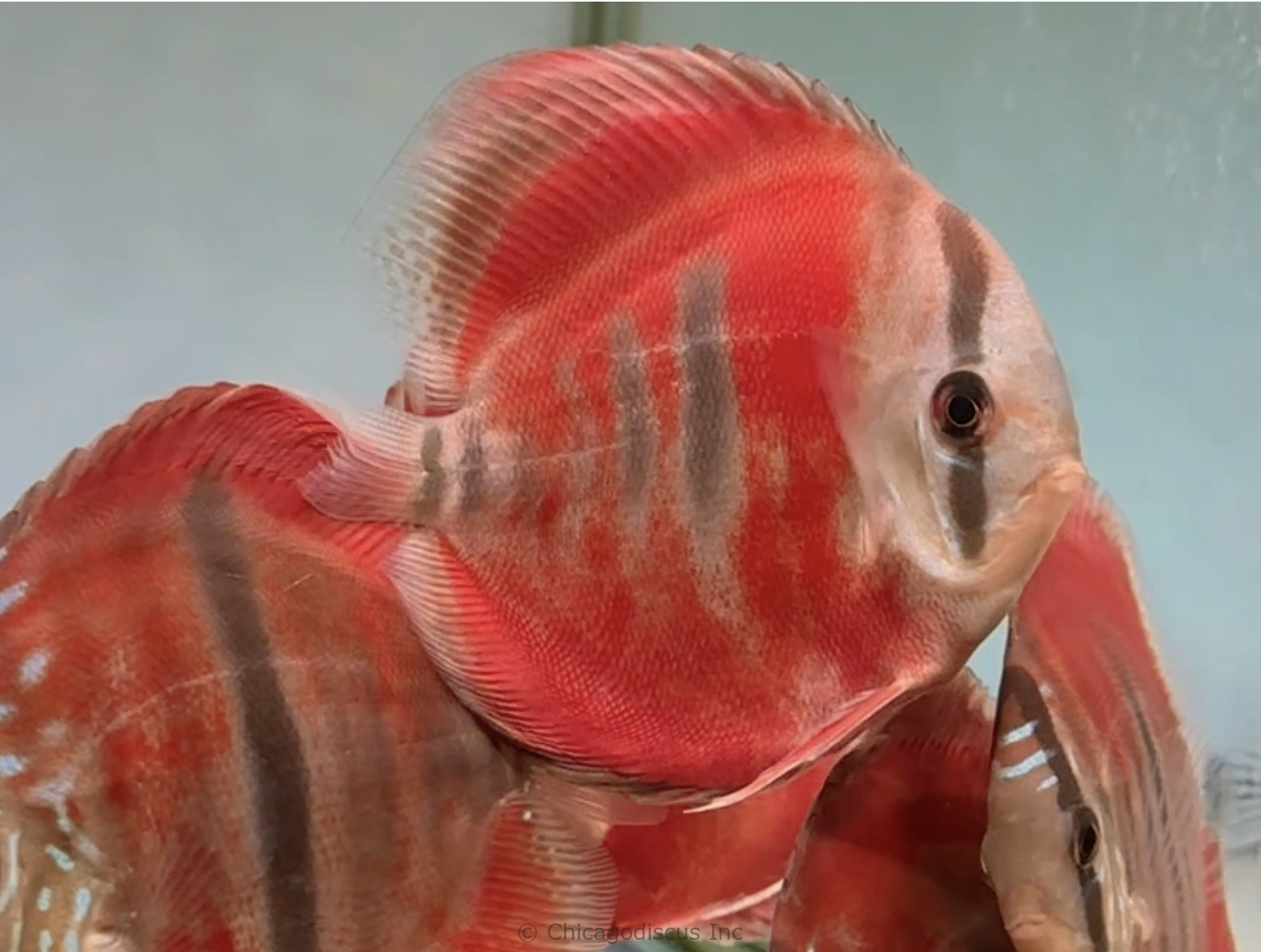 4.5-5.0" Ica Red Heckel